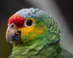 Macaw
