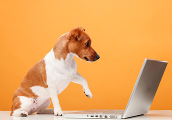 the dog uses a laptop.jack russell terrier looks at something, communicates with someone, uses a...