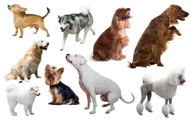 set of different purebred dogs isolated on white background