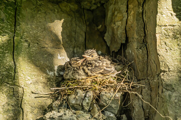 Cute fluffy bird babies Spotted flycatcher in nest in the rock