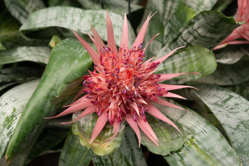 Fototapeta premium Beautiful pink flower Aechmea fasciata blooms at Botanic garden