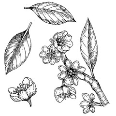 set of hand drawn illustrations of Lindera umbellata in engraving style, isolated on white background