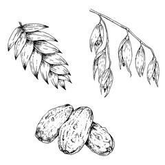set of hand drawn illustrations of oats and dates in engraving style, isolated on white background