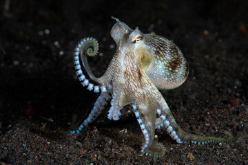 Coconut Octopus - Amphioctopus marginatus living on the seabed. Underwater night life of Tulamben, Bali, Indonesia.