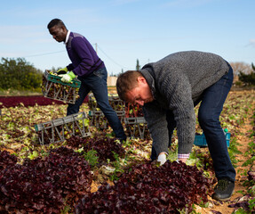 International team of farm workers hand harvesting organic red lettuce crop on fertile agriculture land