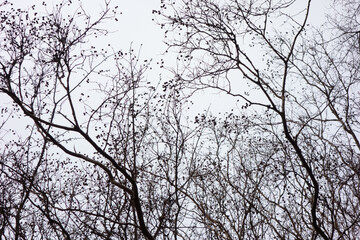 Fototapeta na wymiar 厳冬の候、曇り空に羽ばたく森の木の枝ぶり