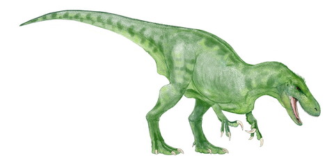 Obraz na płótnie Canvas アウストラロヴェナトル　白亜紀前期（9500万年前）現在のオーストラリア大陸に生息していた獣脚類。分類上はアロサウス上科あるいはティラノサウルス上科に属するとされる。2009年に命名された。学名はアウストラロ(南）ヴェナトル（狩人）の合成。フクイラプトルの近縁種ともいわれる。