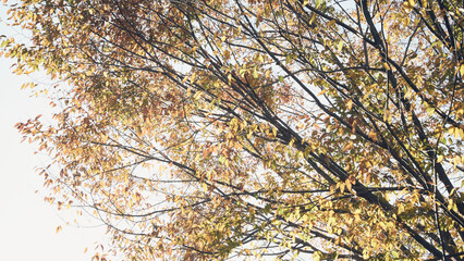 Obraz premium autumn leaves in the forest