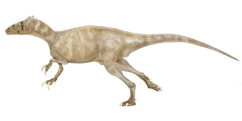 メガラプトル　白亜紀後期の初め頃の南米大陸に生息していた大型の肉食恐竜。化石はアルゼンチンから出土している。学名の由来のラプトルは三日月型の35センチにもなる巨大な鉤爪（シックルクロウ）である。しかしその鉤爪はドロマエオサウルス類のように後肢にあるのではなく、前肢にあったことが判明した。