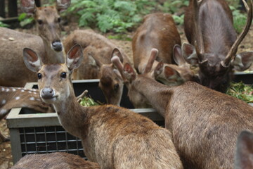 a herd of Timor deer eating food in the morning