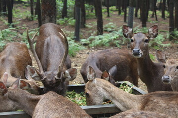 Naklejka na ściany i meble a herd of Timor deer eating food in the morning