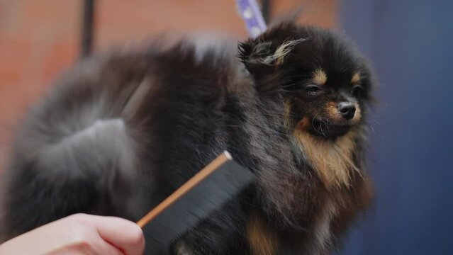 black purebred pomeranian spitz in grooming salon, groomer is drying dog hair by hairdryer