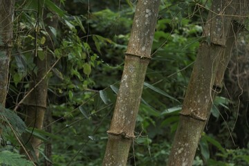 Giant bamboo is a common name for several large species of bamboo