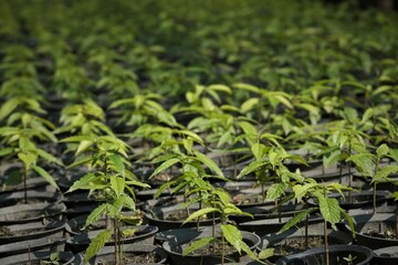 Tree seeds that have grown and are ready to be planted in the nursery