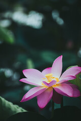 Lotus and Leaf