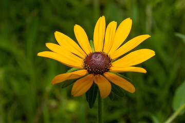 Obraz premium YELLOW FLOWER IN THE GARDEN