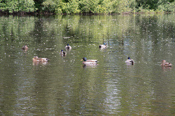 a family of waterfowl feed in a pond and swim in warm water in summeron the lake