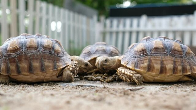 Sucata tortoise on the ground
