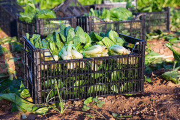 Crop of chard in plastic crates on farm land at sunny day, greens harvesting season