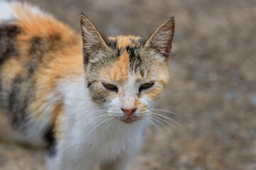 close up portrait of a cat