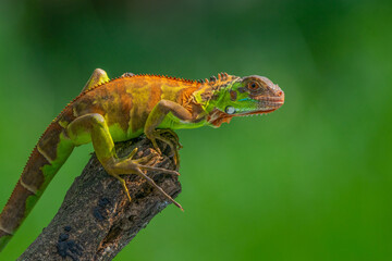 Colorful juvenile iguana basking on a branch