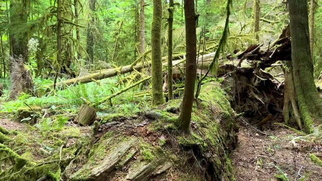 MacMillan Provincial Park Seven Wonders of Canada Vancouver island ancient Douglas fir Cathedral Grove old growth Douglas fir forest British Columbia cathedral grove huge thousand year old trees moss