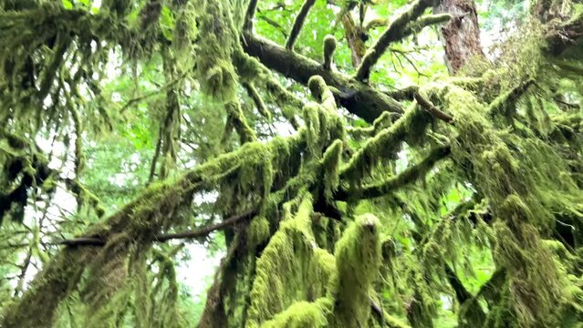 MacMillan Provincial Park Seven Wonders of Canada Vancouver island ancient Douglas fir Cathedral Grove old growth Douglas fir forest British Columbia cathedral grove huge thousand year old trees moss