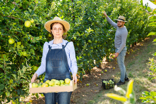 Workers or growers holding box with apples in garden. High quality photo