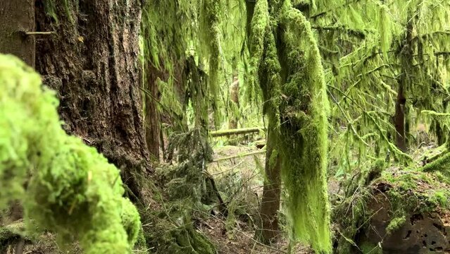 MacMillan Provincial Park Seven Wonders of Canada Vancouver island ancient Douglas fir Cathedral Grove old growth Douglas fir forest British Columbia cathedral grove huge thousand year old trees moss