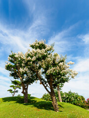 Fototapeta na wymiar 青空と奈良公園に咲く白い百日紅の花