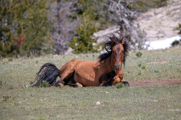 Dun colored wild horse stallion rolling in the dirt in the Pryor Mountains wild horse range in the...