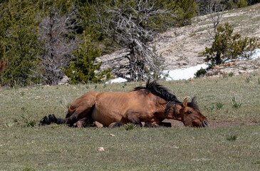 Buckskin wild horse stallion rolling in the dirt in the western United States