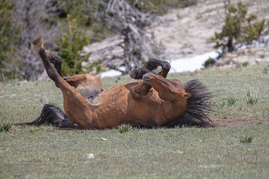 Bay colored wild horse stallion vigorously rolling in the dirt in the western United States