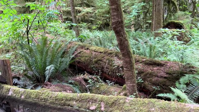 MacMillan Provincial Park Seven Wonders of Canada Vancouver island ancient Douglas fir Cathedral Grove old growth Douglas fir forest British Columbia cathedral grove huge thousand year old trees moss
