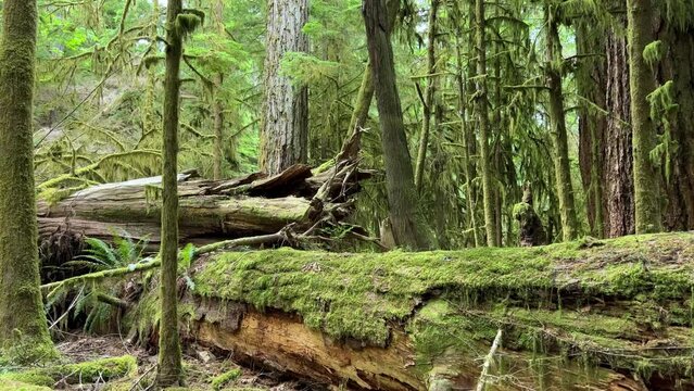 MacMillan Provincial Park Seven Wonders of Canada Vancouver island ancient Douglas fir Cathedral Grove old growth Douglas fir forest British Columbia cathedral grove huge thousand year old trees moss