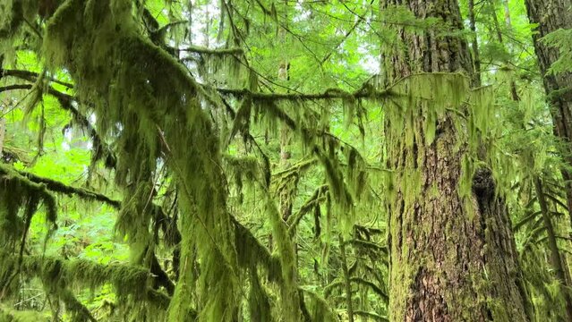 MacMillan Provincial Park Seven Wonders of Canada Vancouver island ancient Douglas fir Cathedral Grove old growth Douglas fir forest British Columbia cathedral grove huge thousand year old trees moss