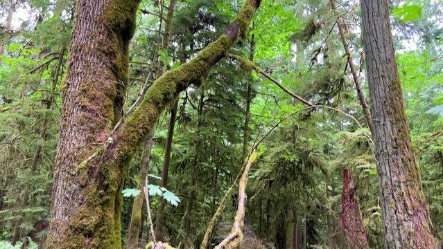 MacMillan Provincial Park Seven Wonders of Canada Vancouver island ancient Douglas fir Cathedral Grove old growth Douglas fir forest British Columbia cathedral grove huge thousand year old trees moss