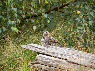 close up of a norther flicker resting on a tree trunk laying on the tall grasses filled field