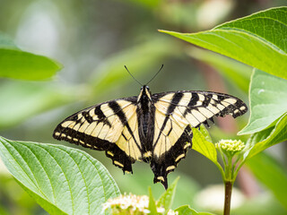 close up of a beautiful western tiger swallowtail butterfly resting on the tip of a leaf