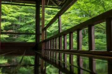 京都 瑠璃光院のもみじの新緑を反射した美しい廊下