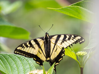 close up of a beautiful western tiger swallowtail butterfly resting on the tip of a leaf