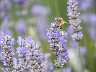 close up of a honey bee pollinating on top of beautiful lavender flowers in the field