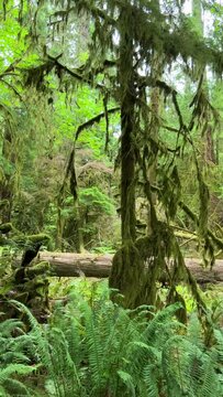 MacMillan Provincial Park Seven Wonders of Canada Vancouver island ancient Douglas fir Cathedral Grove old growth Douglas fir forest British Columbia cathedral grove huge thousand year old trees moss