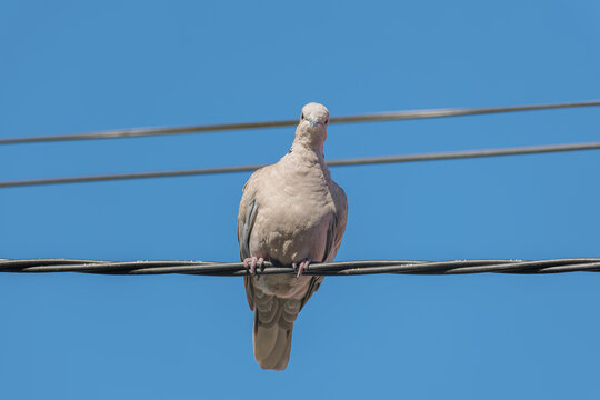Eurasian collared dove on a electrical wire streptopelia decaocto