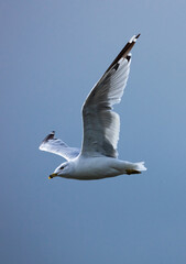 seagull flying in the sky