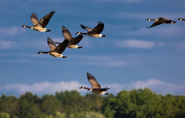geese in flight