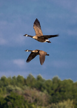 goose in flight