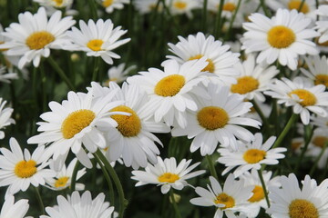 daisies in the garden, U of A Botanic Gardens, Devon, Alberta
