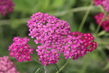 pink and purple flowers