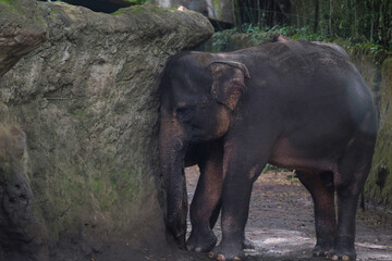 Fototapeta na wymiar An elephant is standing next to a big rock